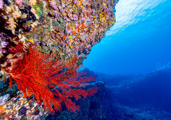 用 EOS R5 拍下浪漫粉紅珊瑚海 4,500 萬像素重現絕美水下世界