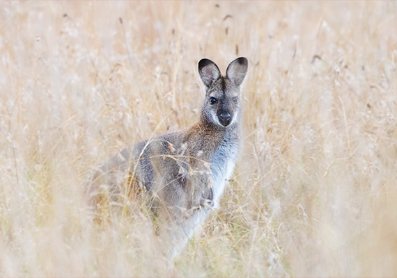 用 EOS R5 相機深度探索澳洲野生動物之美